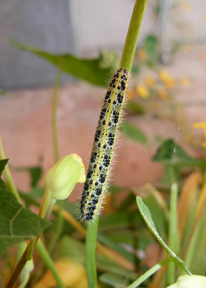 pieris brassicae??